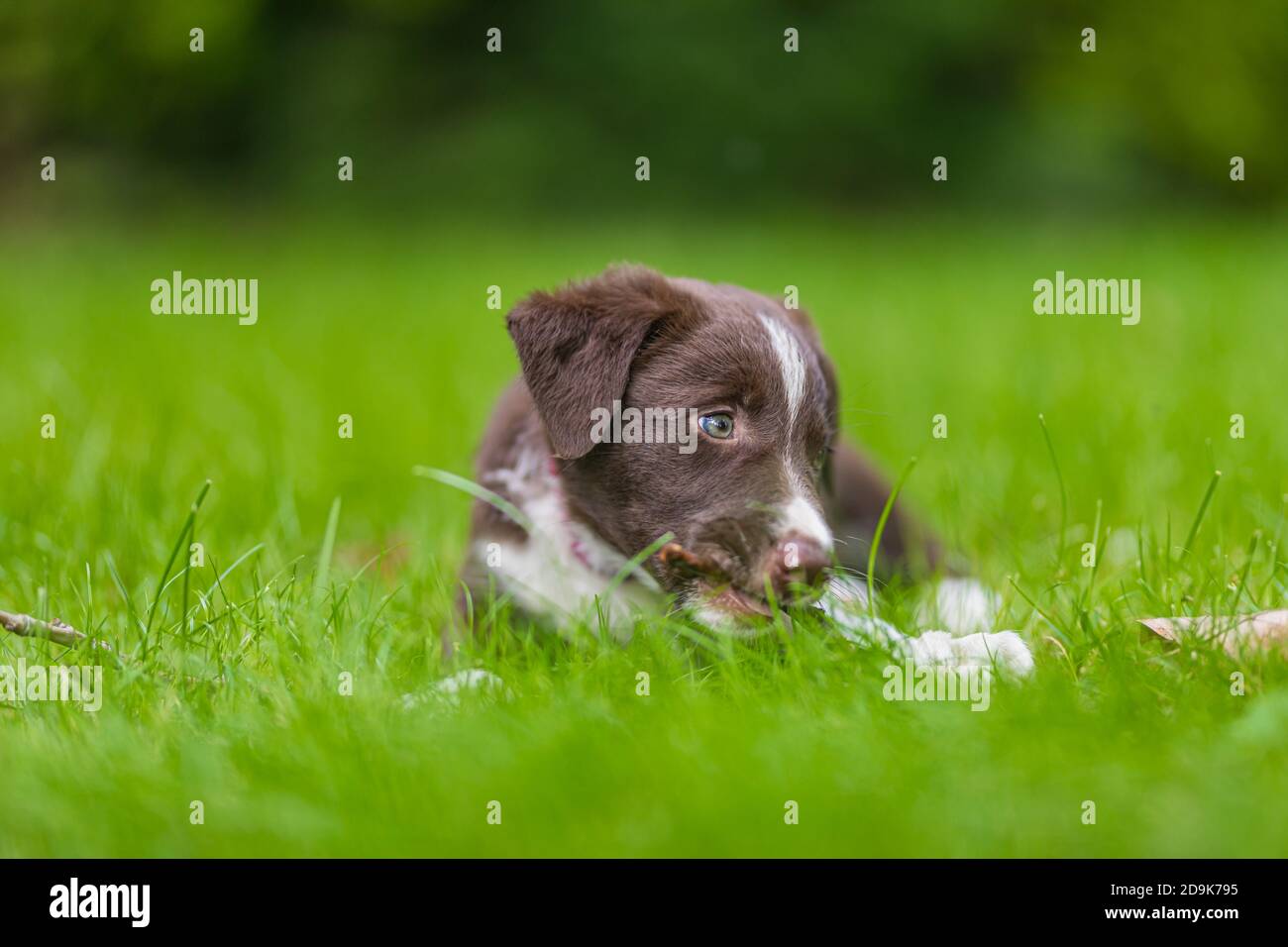 Adorabile ritratto di incredibile sano e felice cucciolo di collie bordo bianco e nero. Border Collie cucciolo in natura Foto Stock