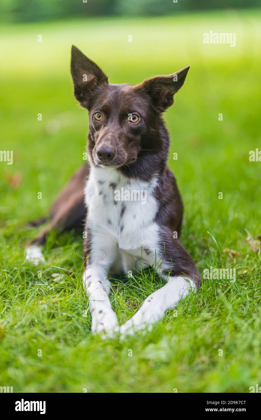 Felice marrone e bianco Border Collie cane con linguetta sporgente sdraiato in erba verde con fiori di colore giallo. Giorno di estate in un prato. Foto Stock