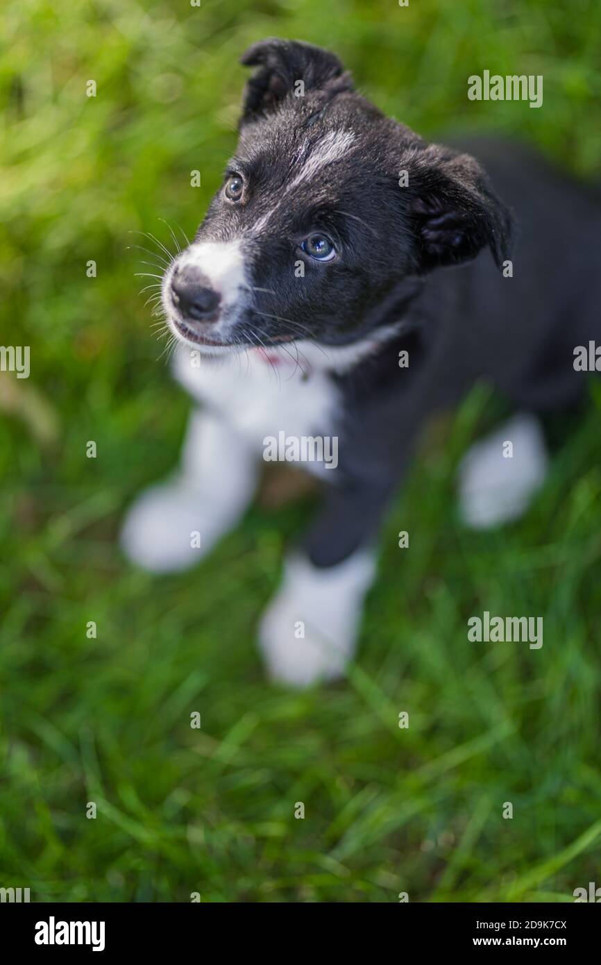 Adorabile ritratto di incredibile sano e felice cucciolo di collie bordo bianco e nero. Border Collie cucciolo in natura Foto Stock