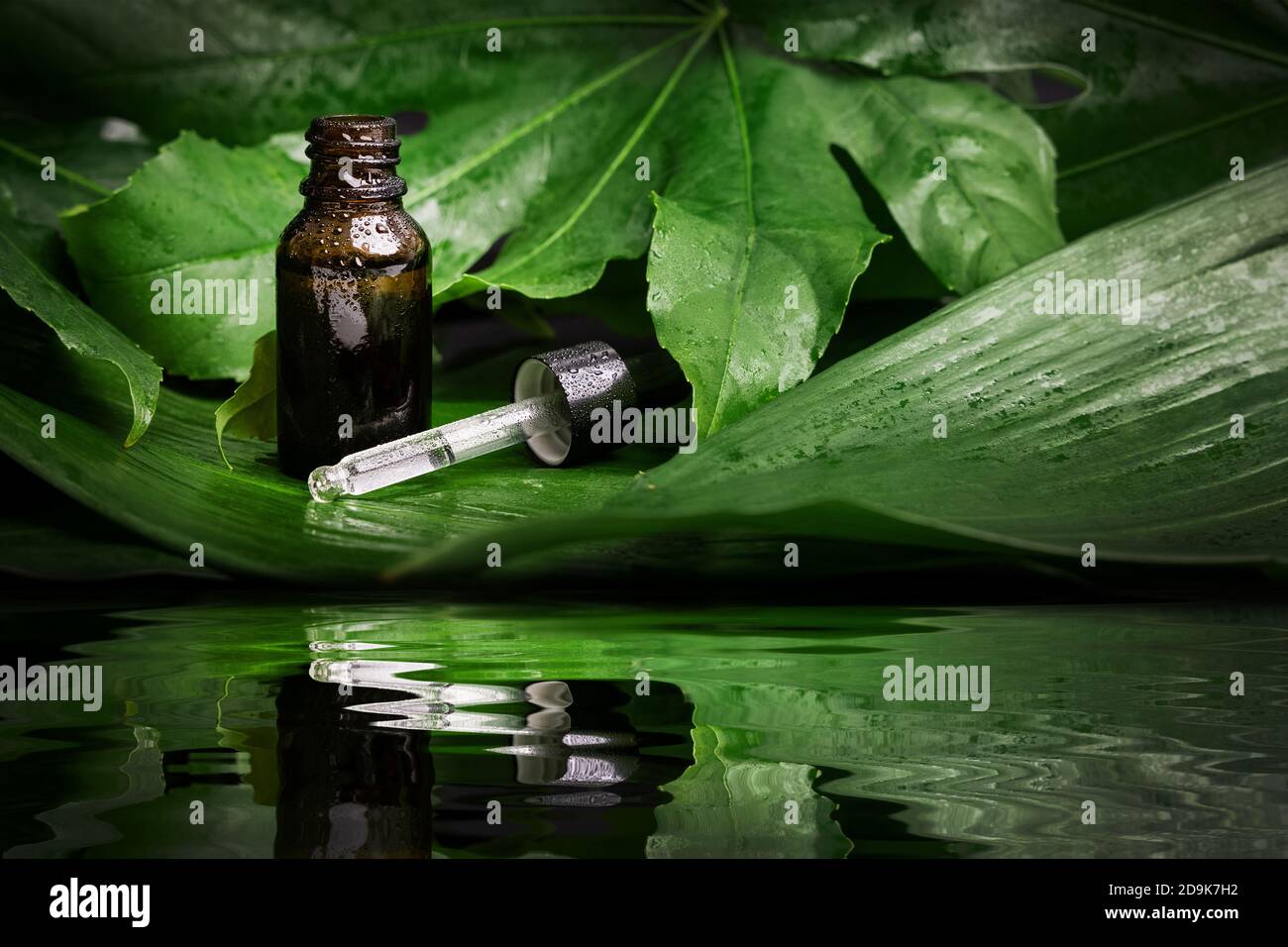 cosmetici naturali biologici. medicina alternativa. bottiglia d'olio essenziale con contagocce su fondo verde bagnato foglia. banner Foto Stock