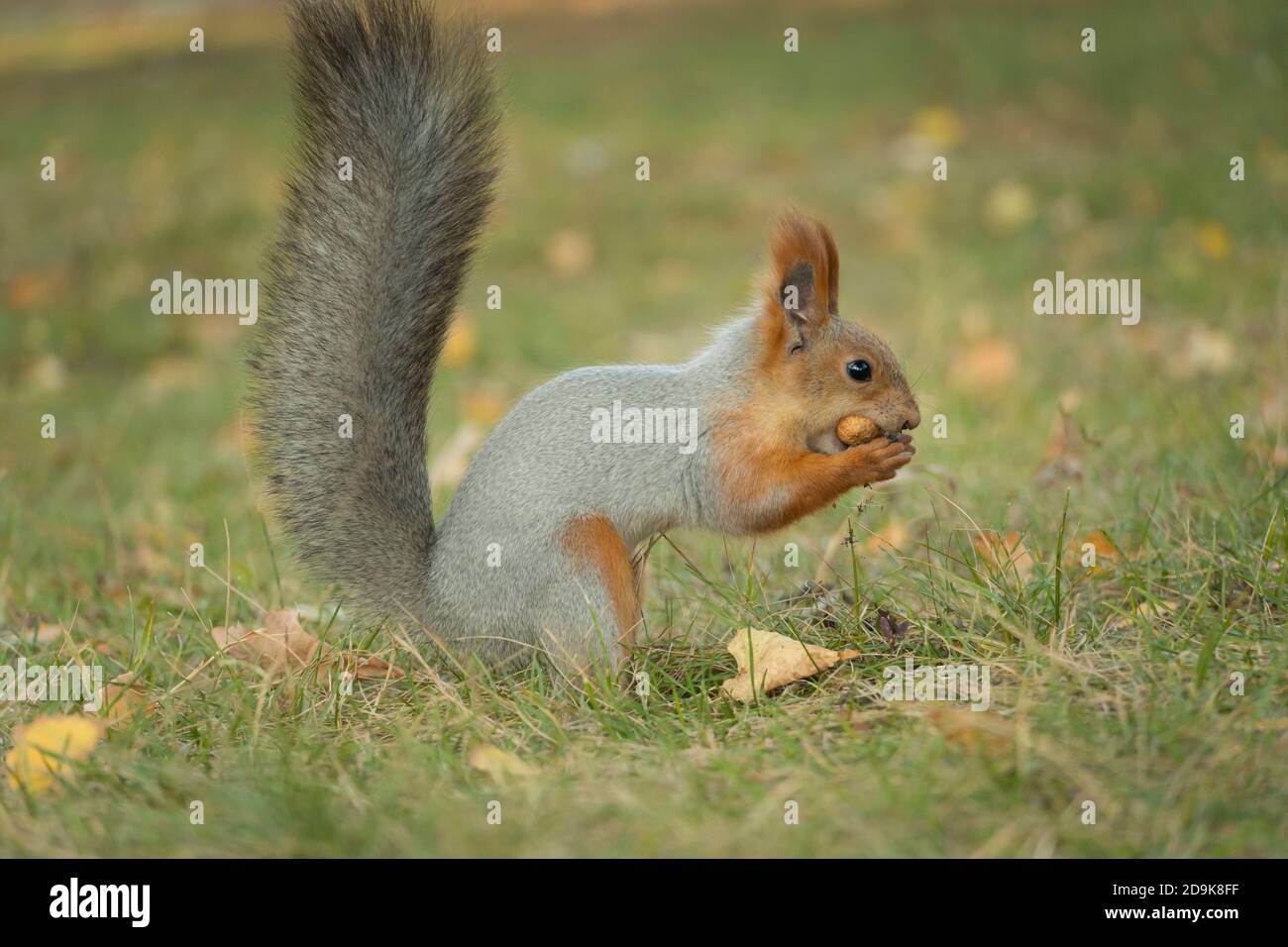 Uno scoiattolo con un soffice dado a nibbles coda. Natura selvaggia, scoiattolo grigio nella foresta d'autunno. Lo scoiattolo mangia da vicino. Zoologia, mammiferi, natura. Ro. Piccolo Foto Stock