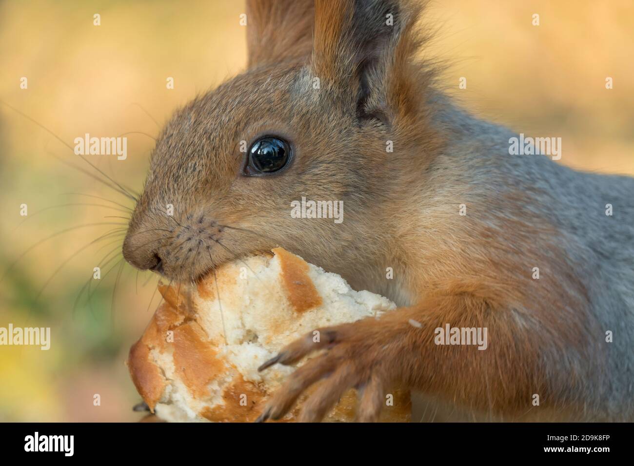 Uno scoiattolo con una coda soffice mangia pane. Piccolo roditore mangia da vicino. Zoologia, mammiferi, natura. Lo scoiattolo cambia colore in inverno. Alimentare lo scoiattolo Foto Stock