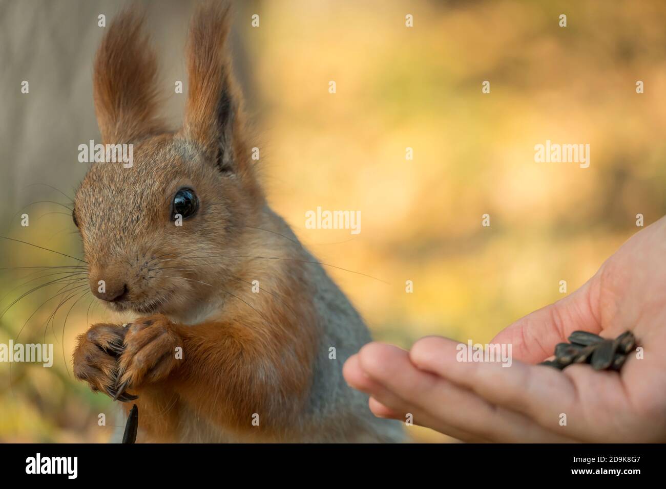 Uno scoiattolo con una coda soffice stuzzica i semi. Natura selvaggia, scoiattolo grigio nella foresta d'autunno. Lo scoiattolo mangia da vicino. Zoologia, mammiferi, natura. Piccolo Foto Stock