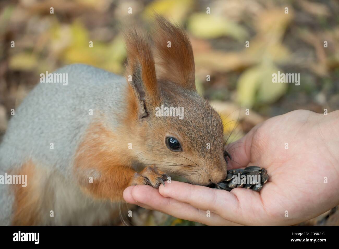 Nutrite lo scoiattolo con i semi. Uno scoiattolo con una coda soffice stuzzica i semi. Natura selvaggia. Lo scoiattolo mangia da vicino. Zoologia, mammiferi, natura. Piccolo roditore Foto Stock
