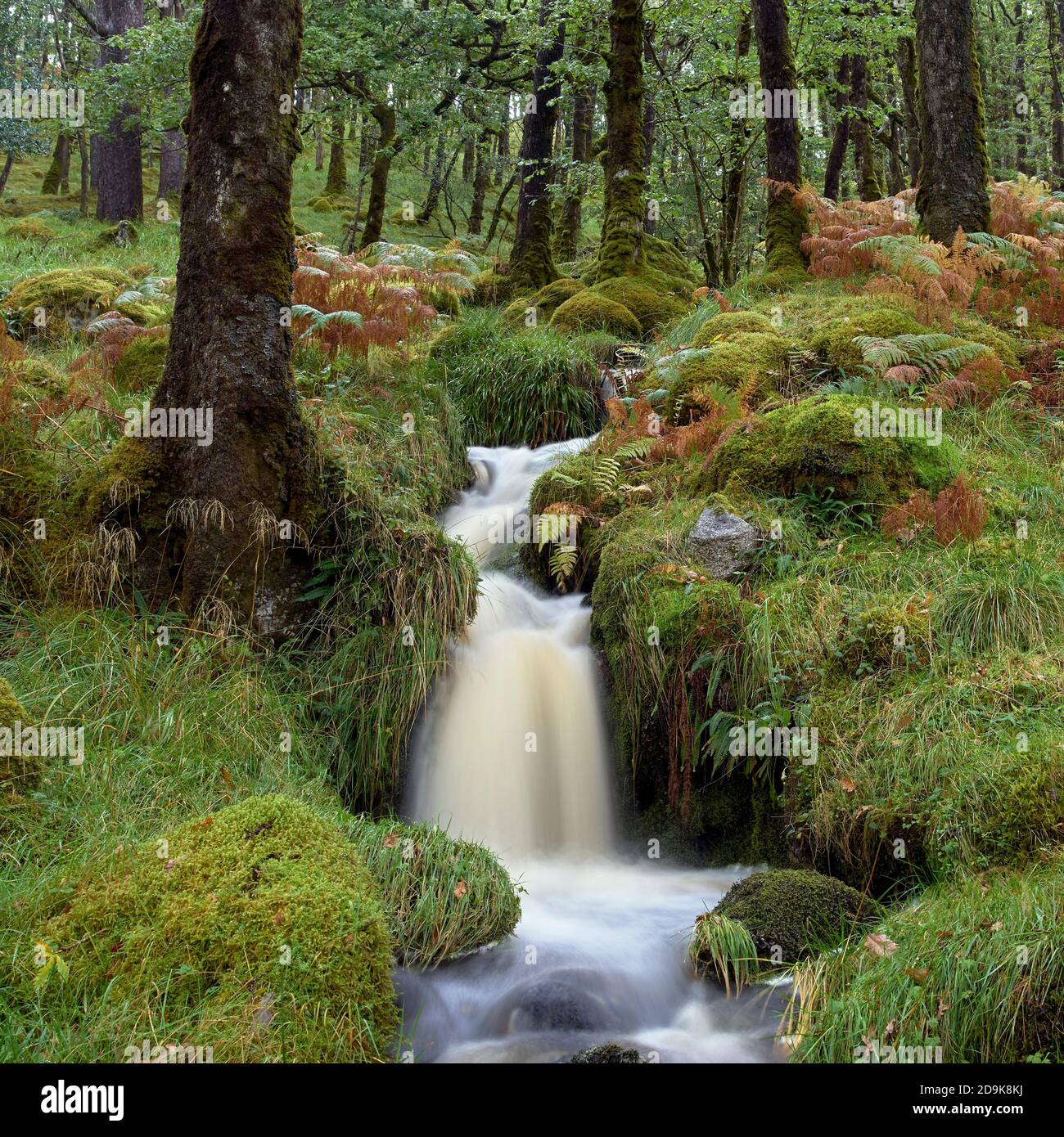Quercia temperata, petraea sessile, boschi nella riserva naturale nazionale Ariundelle, Strontian, Sunart, Lochaber, Highland, Scozia. Foto Stock
