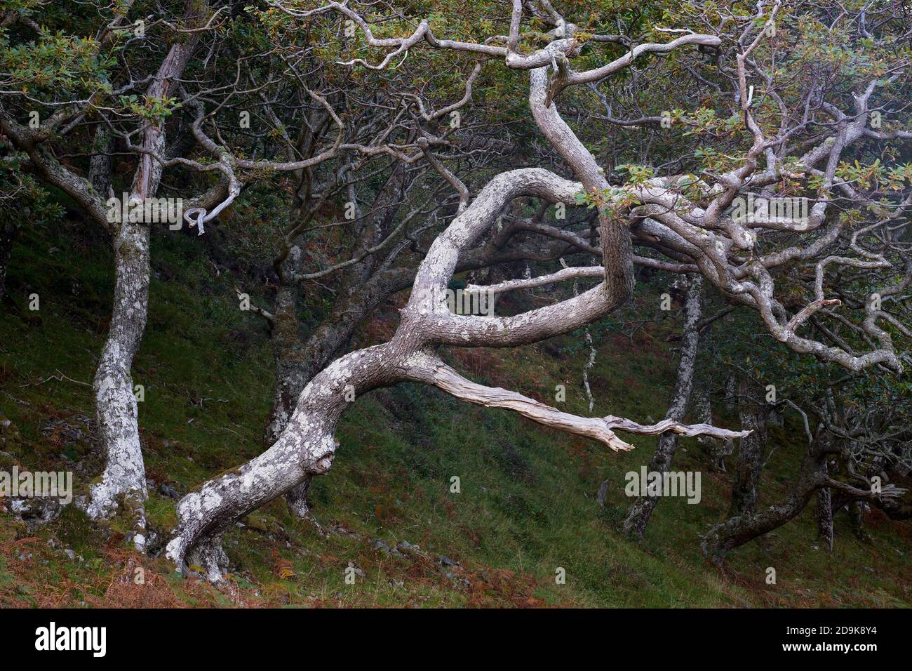 Alberi di quercia, Quercus petraea, Penisola di Rhu, Arisaig, Lochaber, Highland, Scozia. Foto Stock