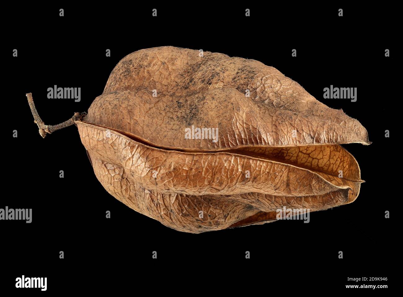 Koelreuteria paniculata, albero del Goldenrain, Blasenesche, primo piano, frutta Foto Stock