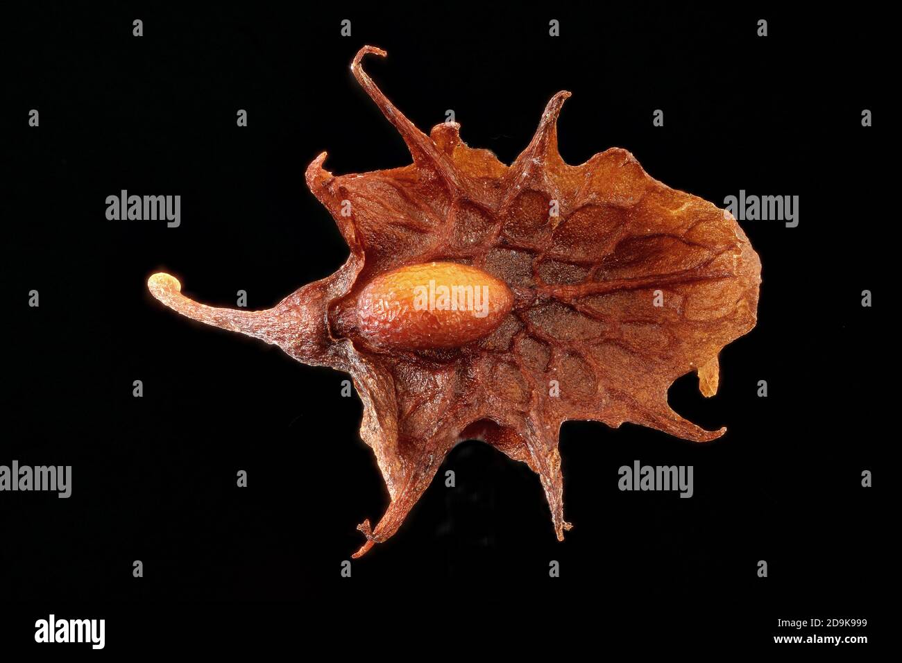 Rumex oblusifolius, banchina a foglia larga, Stumpfblättrige Ampfer, primo piano, frutta Foto Stock