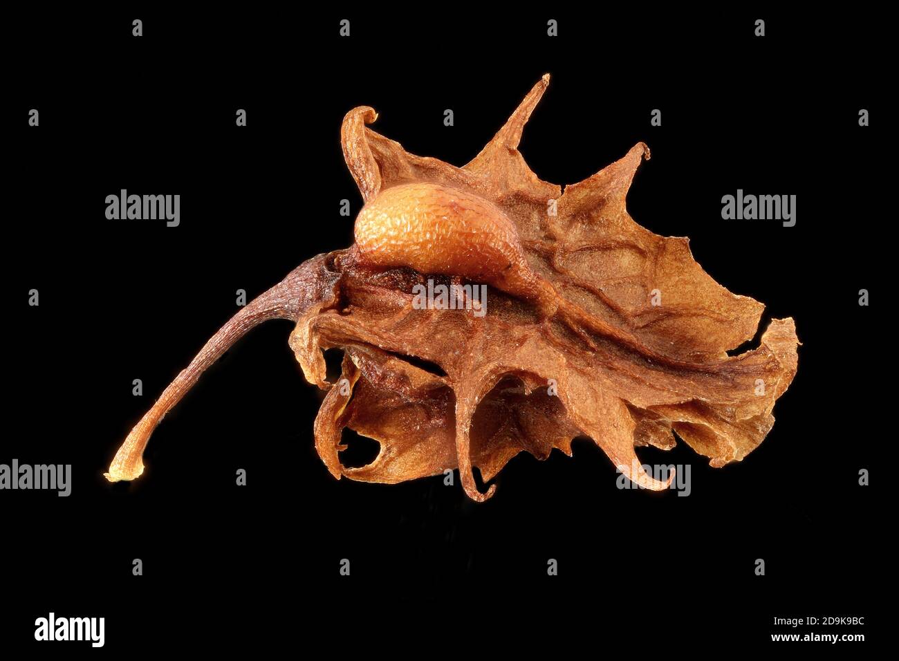 Rumex oblusifolius, banchina a foglia larga, Stumpfblättrige Ampfer, primo piano, frutta Foto Stock