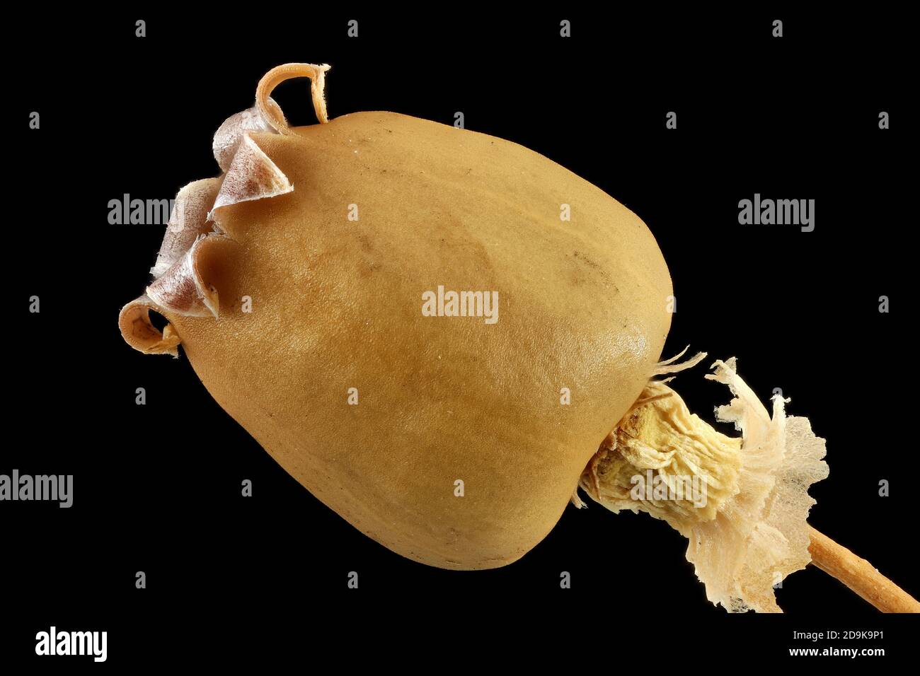 Silene vulgaris, Bladder campion, Klatschnelke, primo piano, frutta Foto Stock