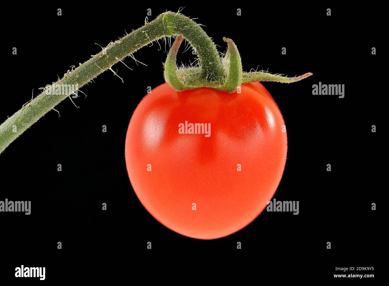 Solanum lycopersicum, pomodoro, pomodoro, primo piano, frutta, bacca Foto Stock