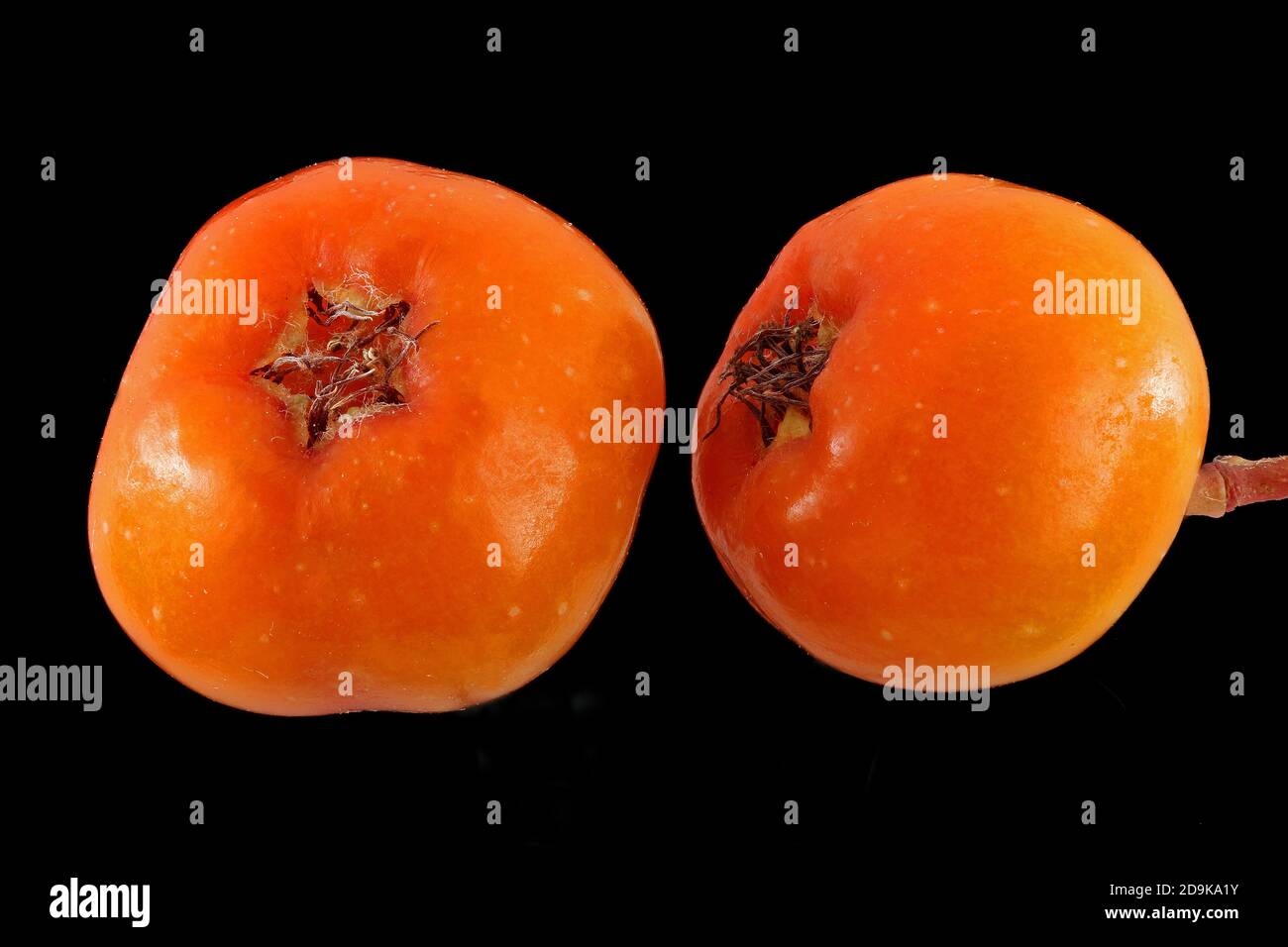 Sorbus aucuparia, Rowan, Vogelbeere, primo piano, frutta Foto Stock