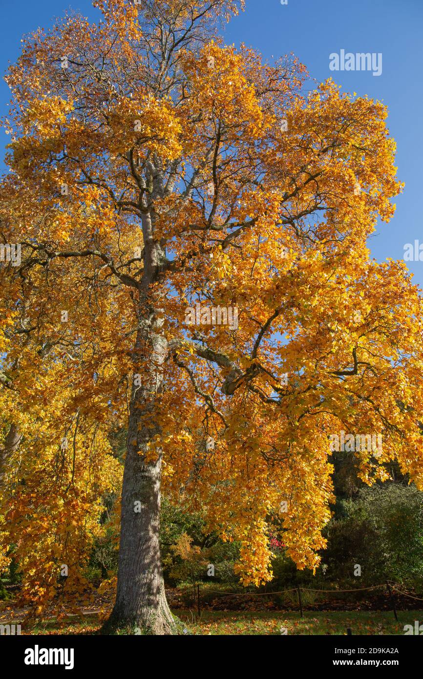 Liriodendron tulipifera, un tulipano contro un cielo autunnale blu luminoso Foto Stock