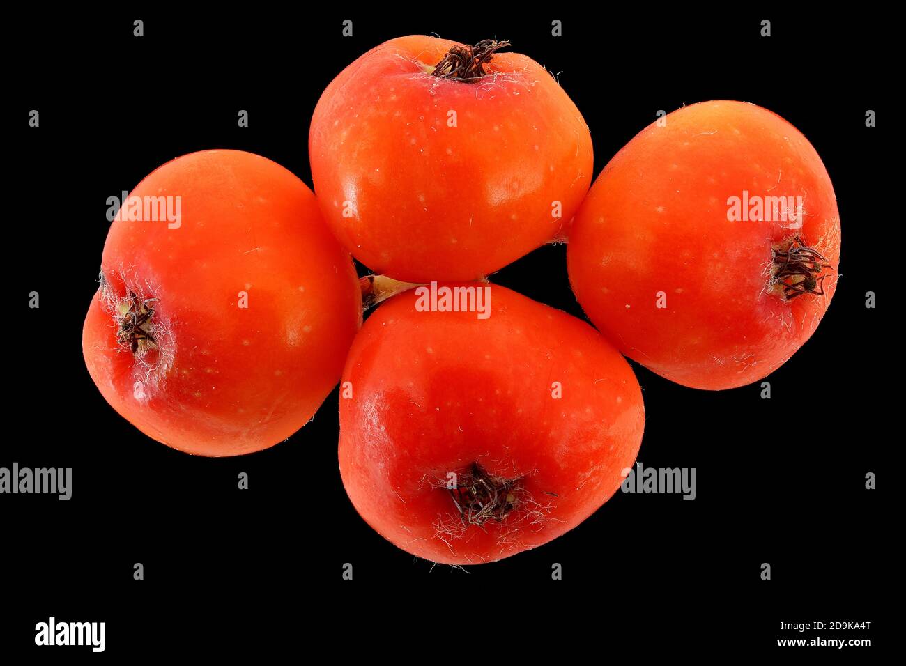 Sorbus aucuparia, Rowan, Vogelbeere, primo piano, frutta Foto Stock