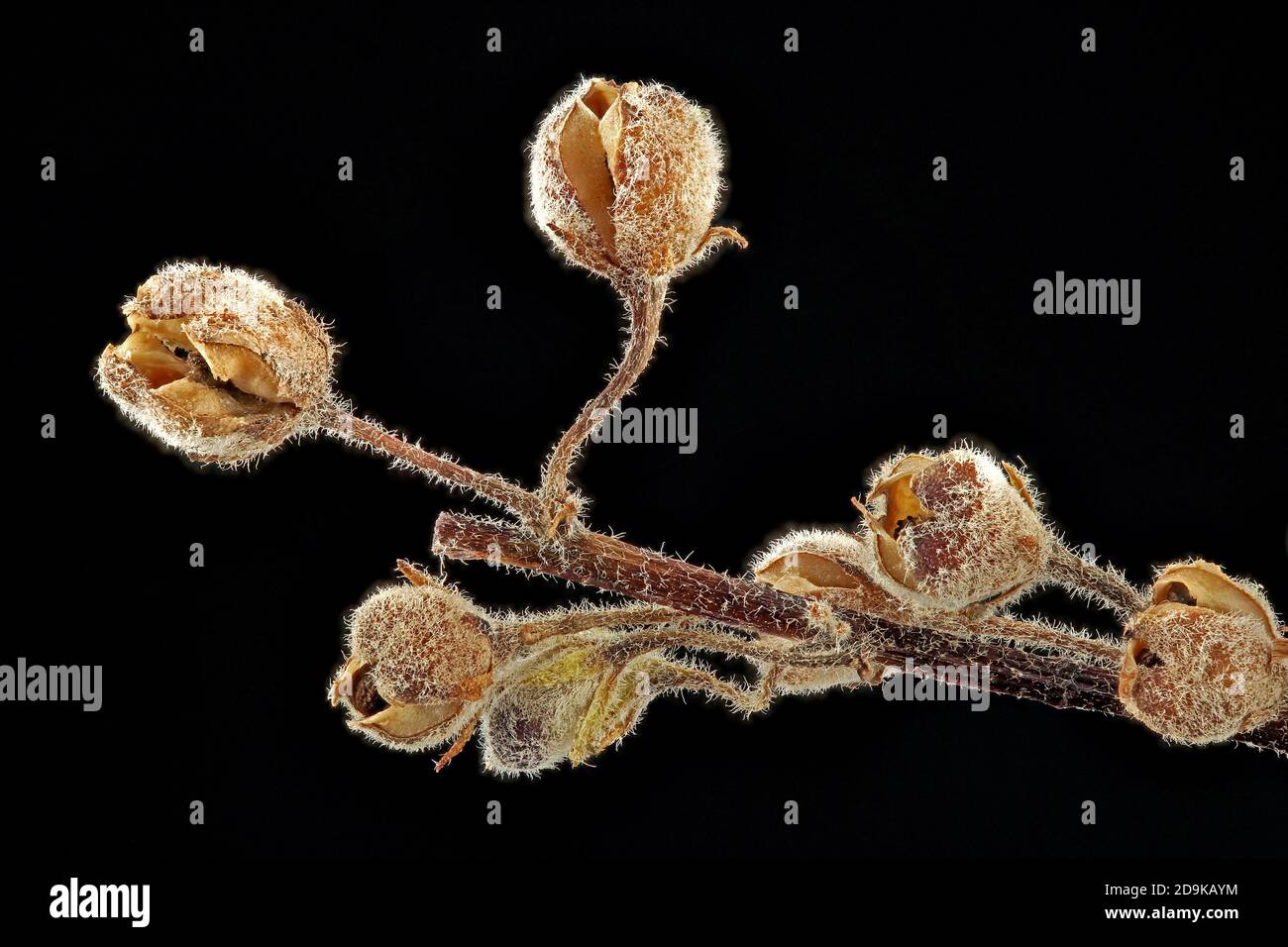 Verbascum nigrum, Mullein Nero, Schwarze Königskerze, primo piano, frutta Foto Stock