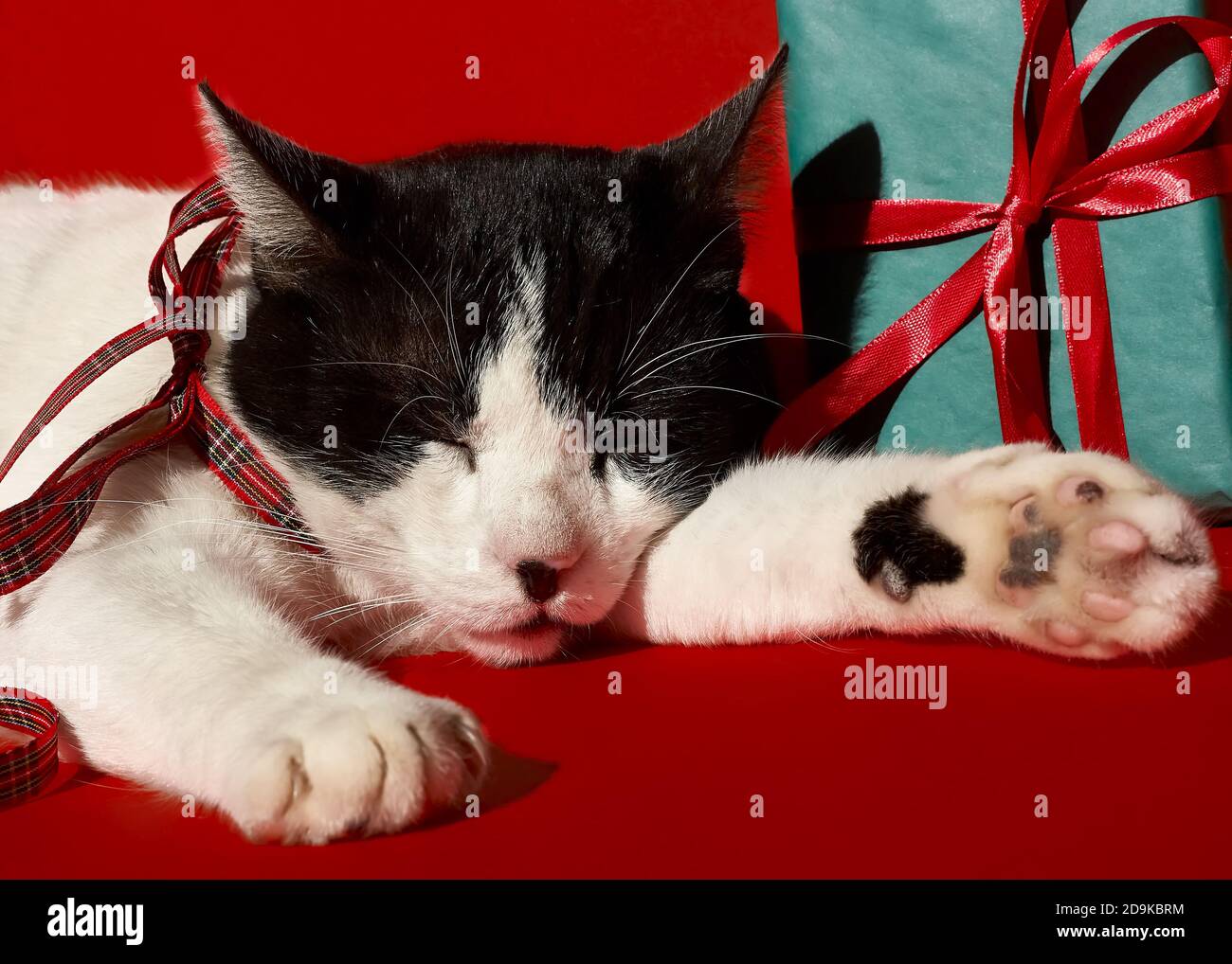 Divertente gatto bianco e nero con un arco rosso dorme vicino ai regali.  New Year e sposare la carta di Natale. Spazio per il testo. Messa a fuoco  selettiva Foto stock -