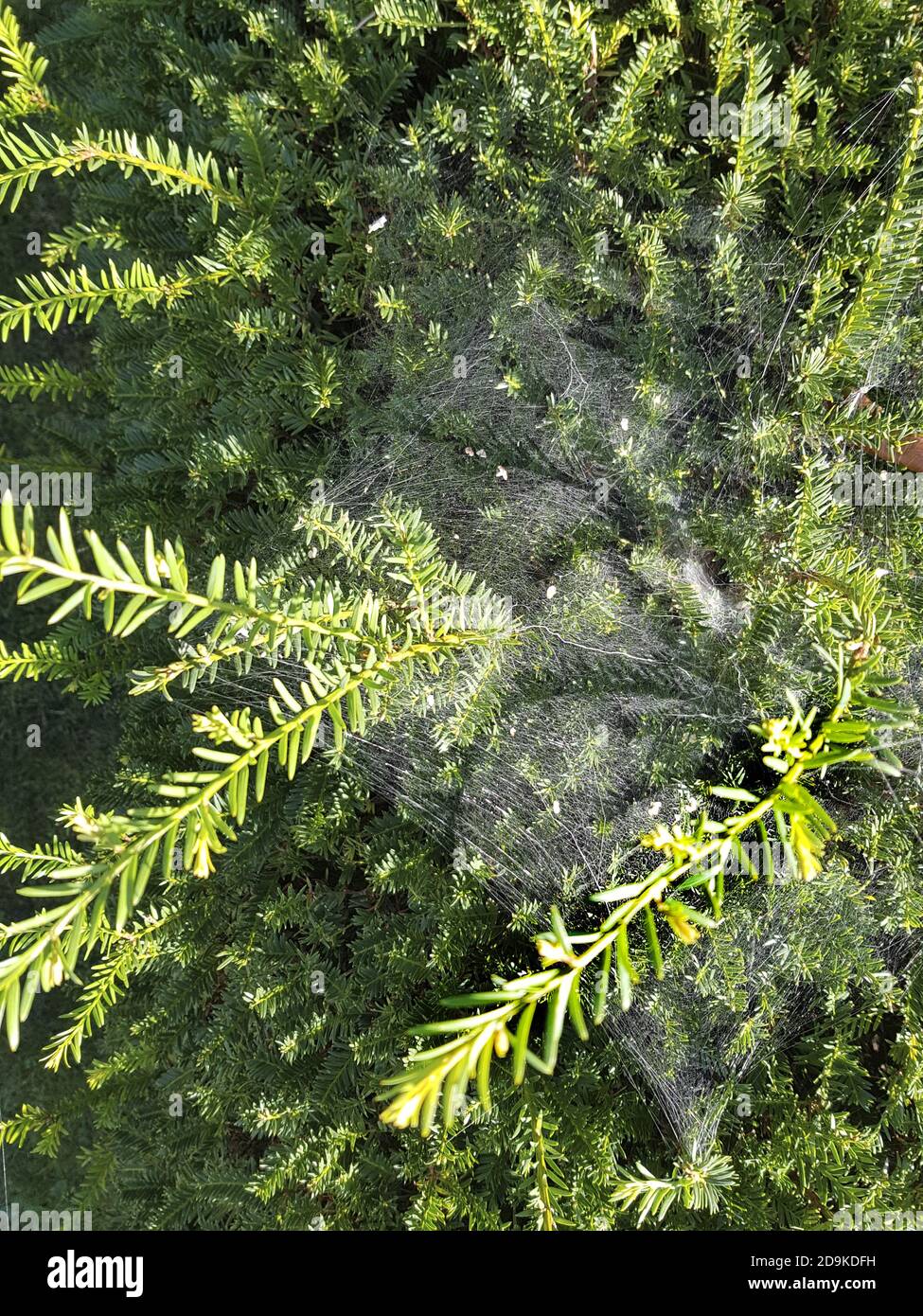 Scatto verticale ad alto angolo di brunch di piante illuminate al sole con un ragnatela complessa Foto Stock