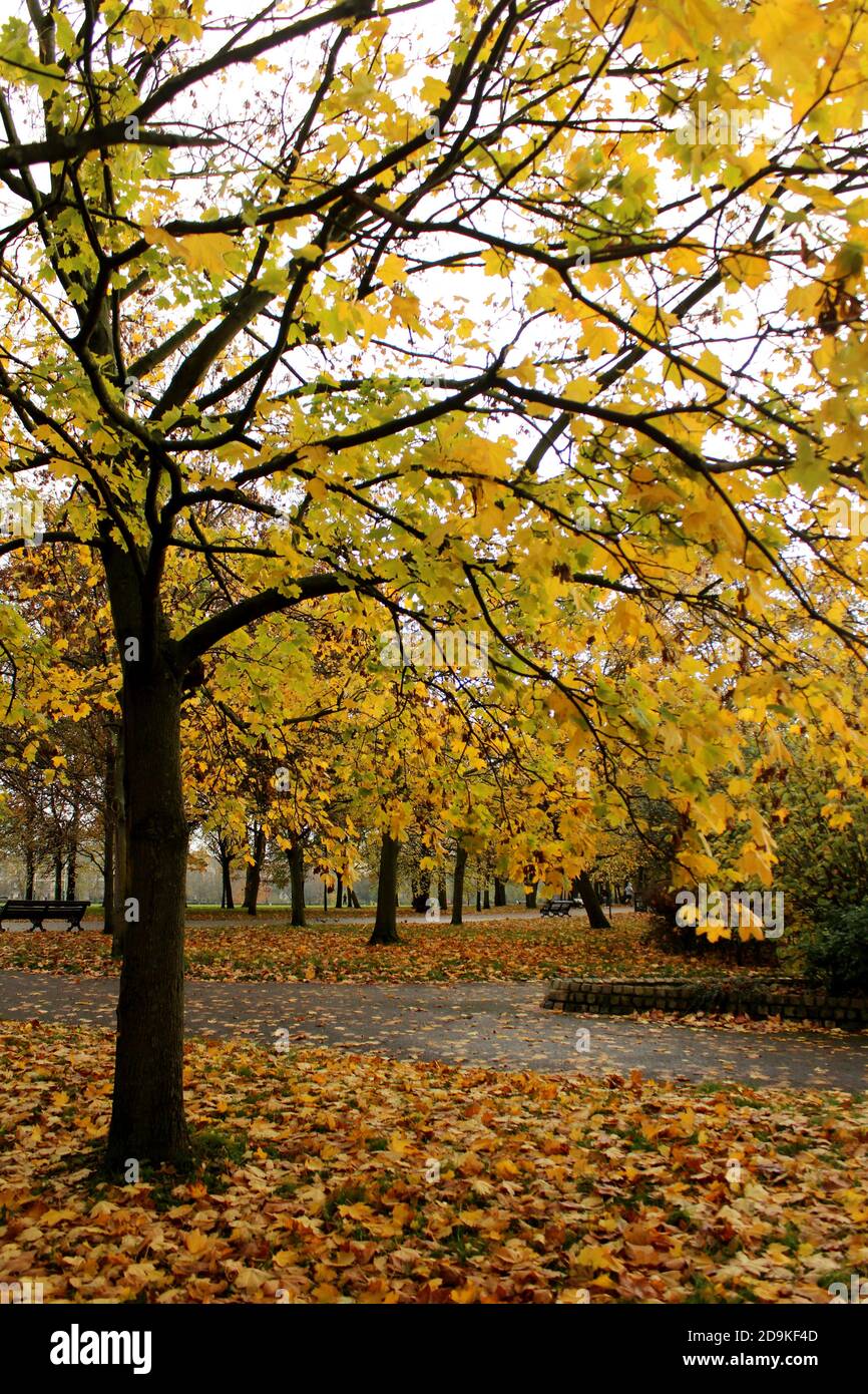 Albero con foglie gialle. Stagione autunnale in un parco. Bei colori di autunno, parchi e all'aperto. Foto Stock