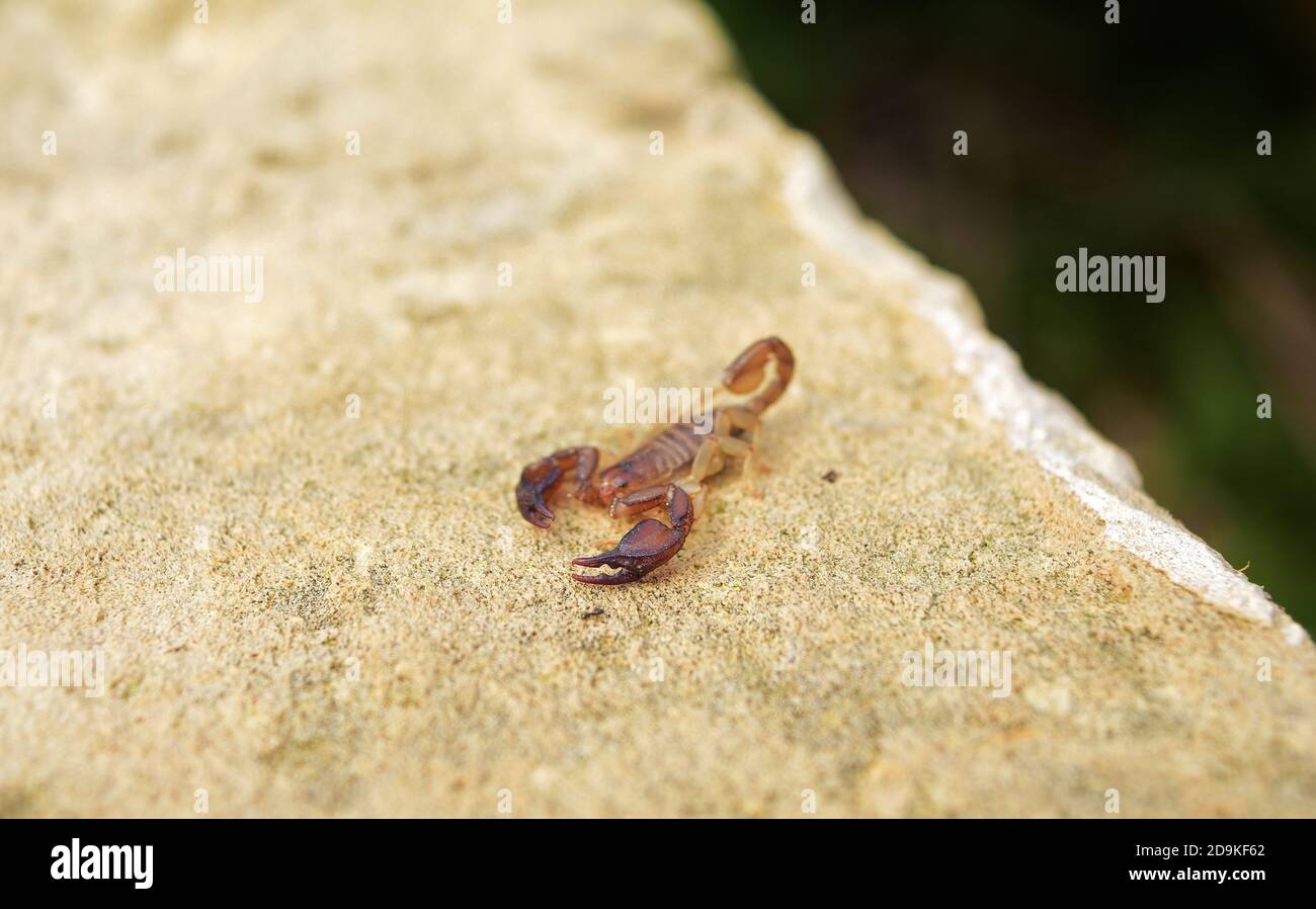 Scorpione comune di legno piccolo, Euscorpius sicanus, caccia su un muro nelle isole maltesi, Malta Foto Stock