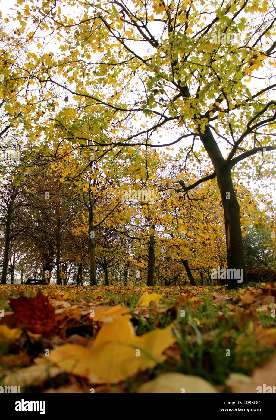 Albero con foglie gialle. Stagione autunnale in un parco. Bei colori di autunno, parchi e all'aperto. Foto Stock