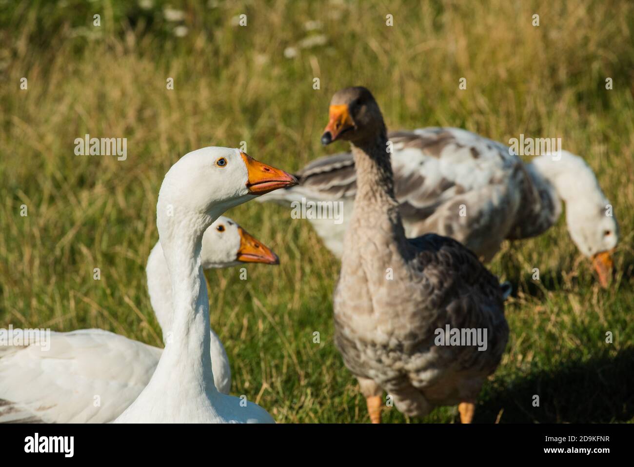 Oche nell'erba. Uccello domestico. Gregge di oche. Oche domestiche pascolano sulla fattoria tradizionale villaggio di oca. Gruppo di oca in esecuzione in villaggio. Bianco e g Foto Stock