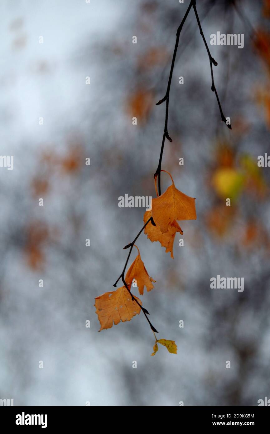 Foglie d'autunno. Colori incredibili della natura. La stagione più bella dell'anno. Tessitura delle foglie gialle. Macro natura foto. Foto Stock