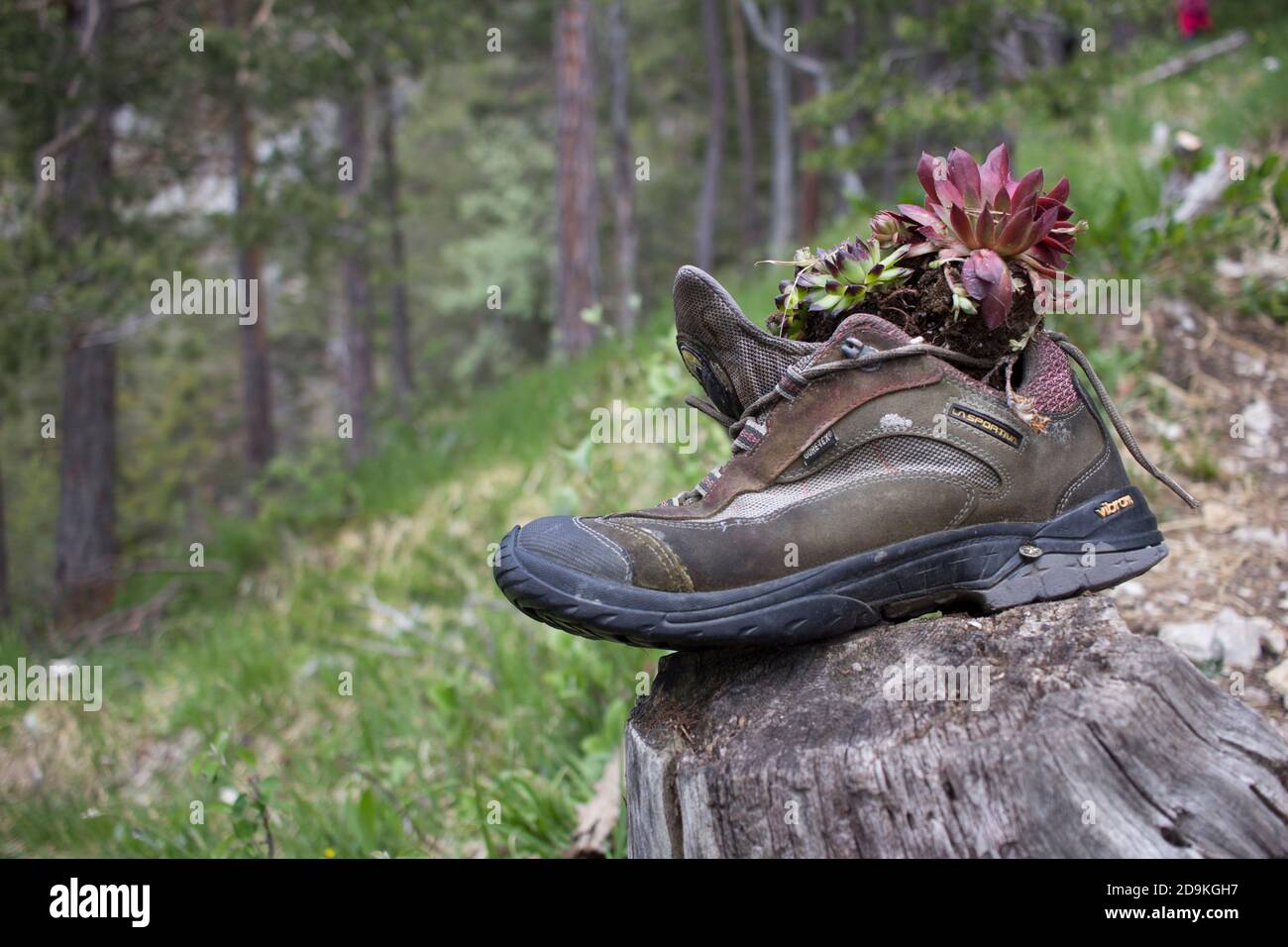 Scarpa da trekking piantata. Foto Stock