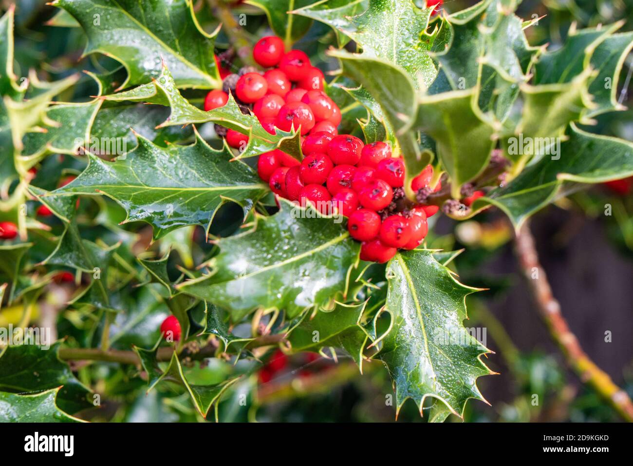 Primo piano di Holly Berries Foto Stock