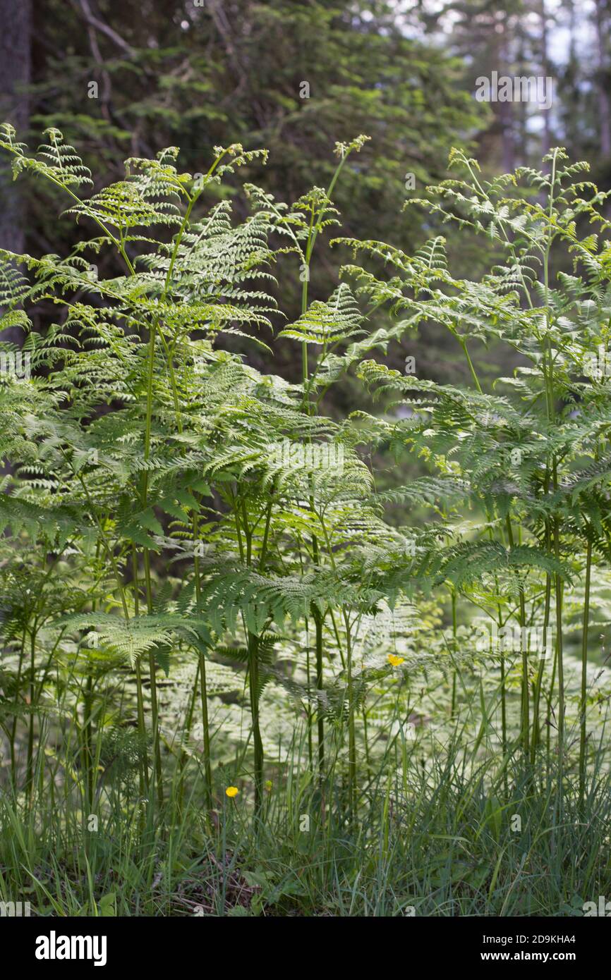 Piante selvatiche sul bordo della foresta Foto Stock