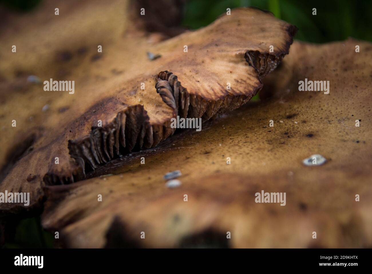 Bella serie di funghi selvatici sul terreno forestale con una luce meravigliosa che migliora la composizione Foto Stock
