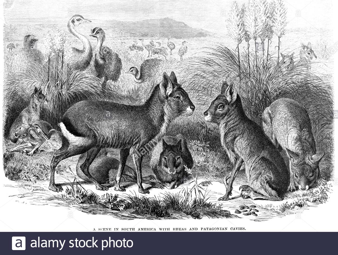 Rheas e cavie Patagoni, illustrazione d'annata del 1894 Foto Stock