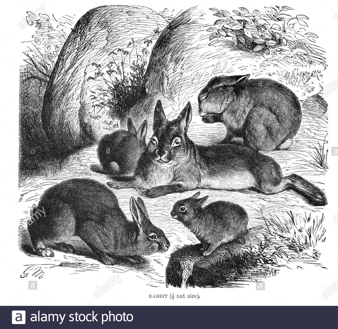 Coniglio, illustrazione d'annata dal 1894 Foto Stock