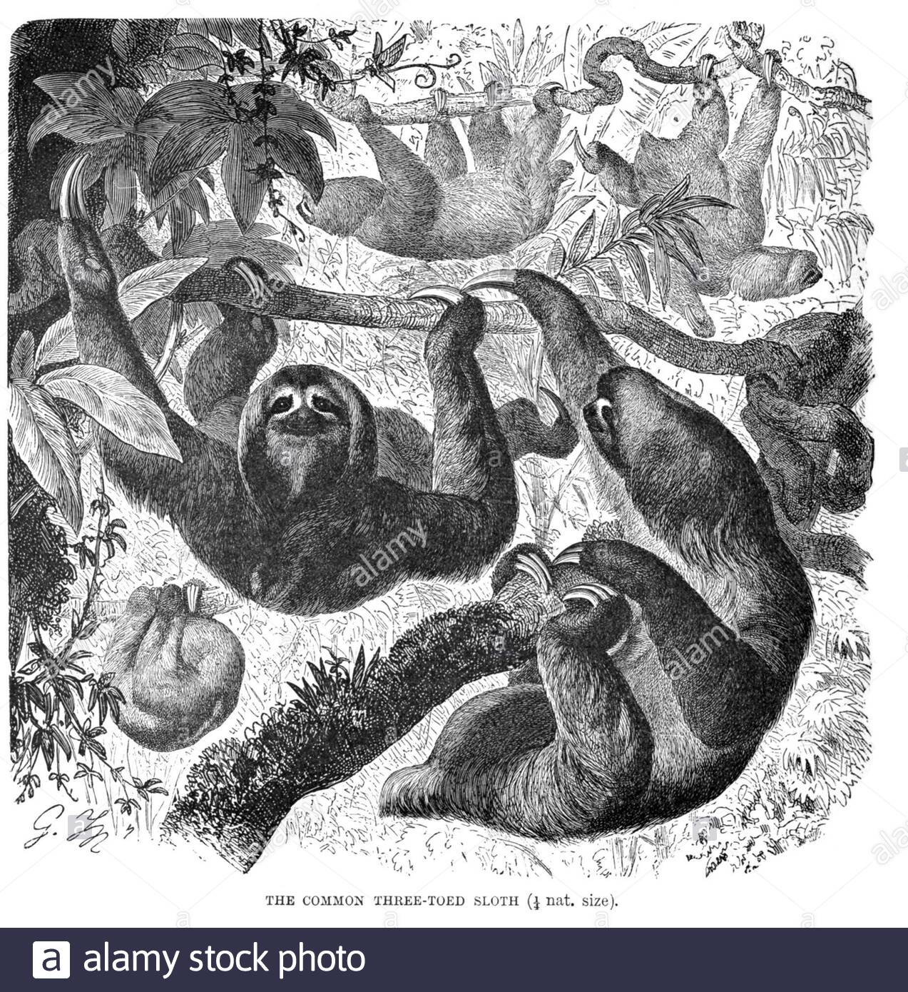 Comune Three Toed Sloth, illustrazione vintage del 1894 Foto Stock
