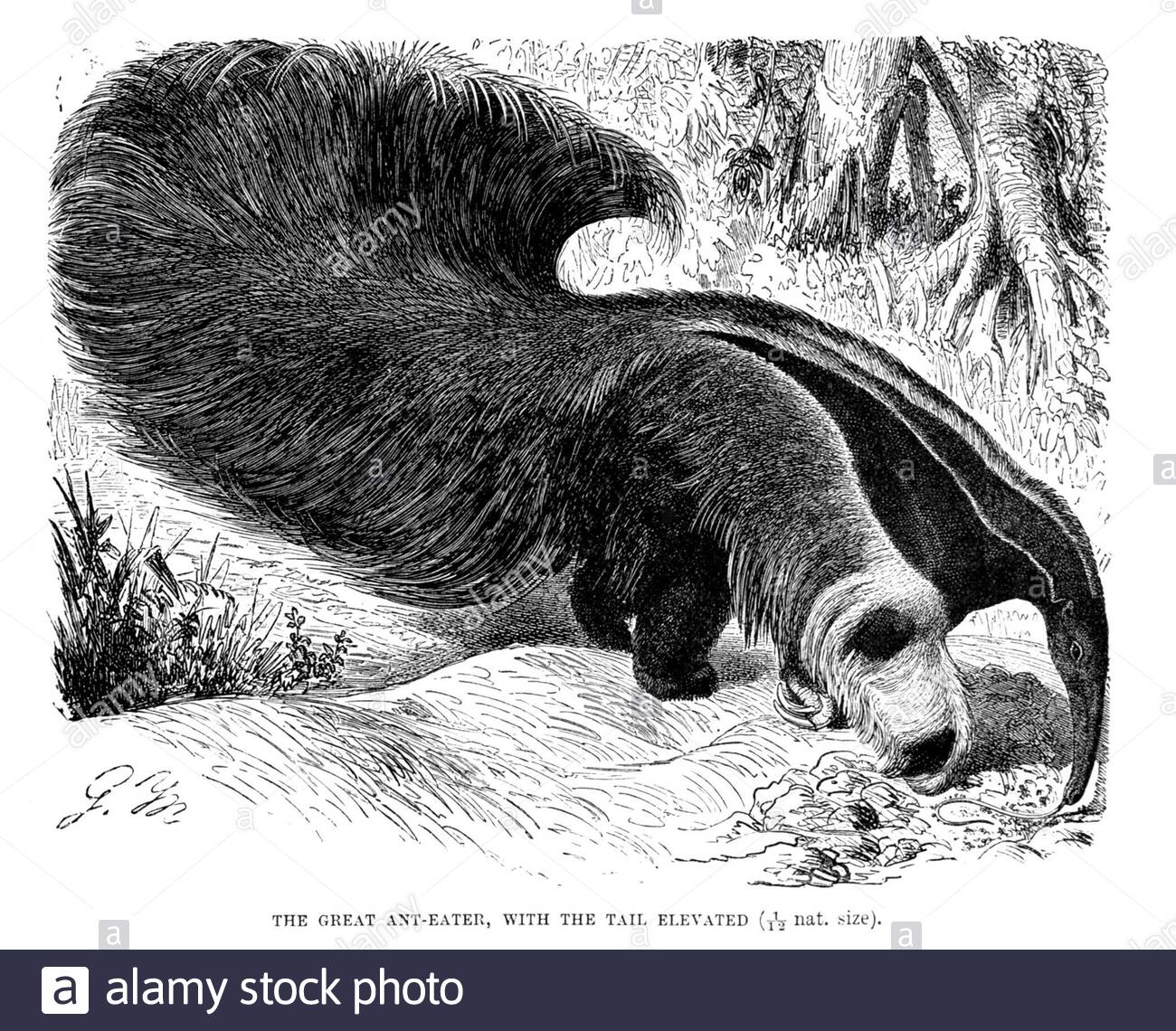 Grande Anteater, illustrazione vintage del 1894 Foto Stock