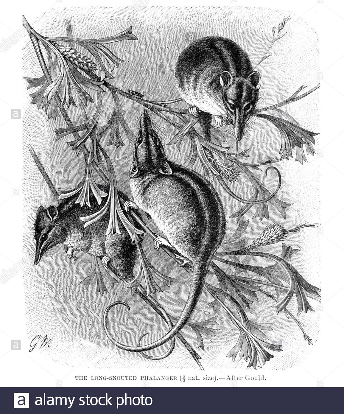 Lungo serpente Phalanger, illustrazione vintage del 1894 Foto Stock