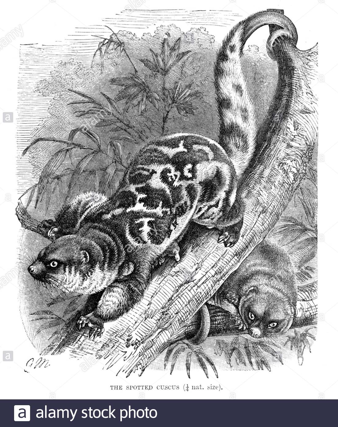Spotted Cuscus, illustrazione d'epoca del 1894 Foto Stock