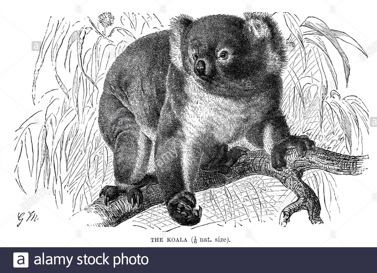 Koala, illustrazione vintage del 1894 Foto Stock