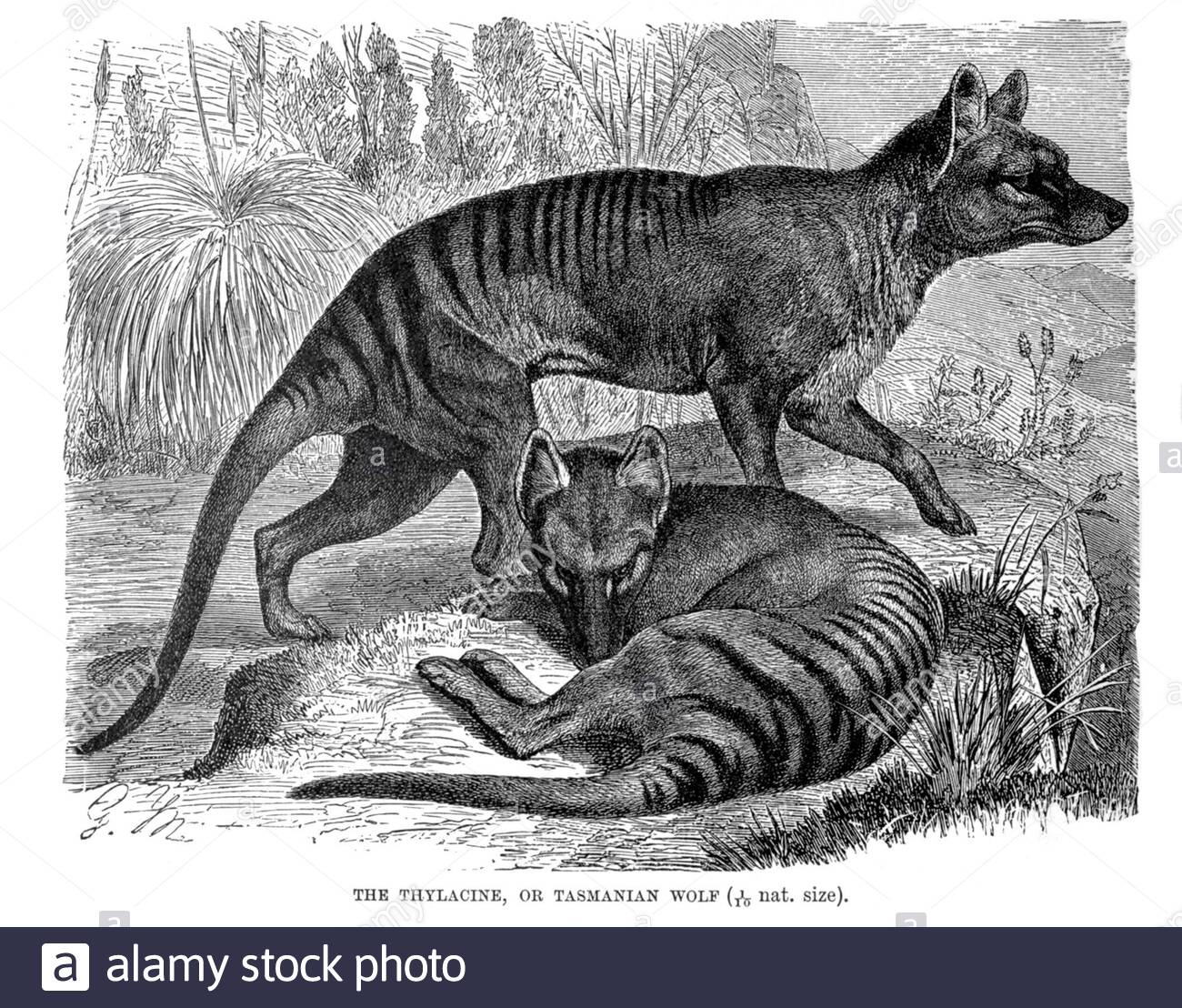 Thylacine o Lupo della Tasmania, illustrazione d'epoca del 1894 Foto Stock