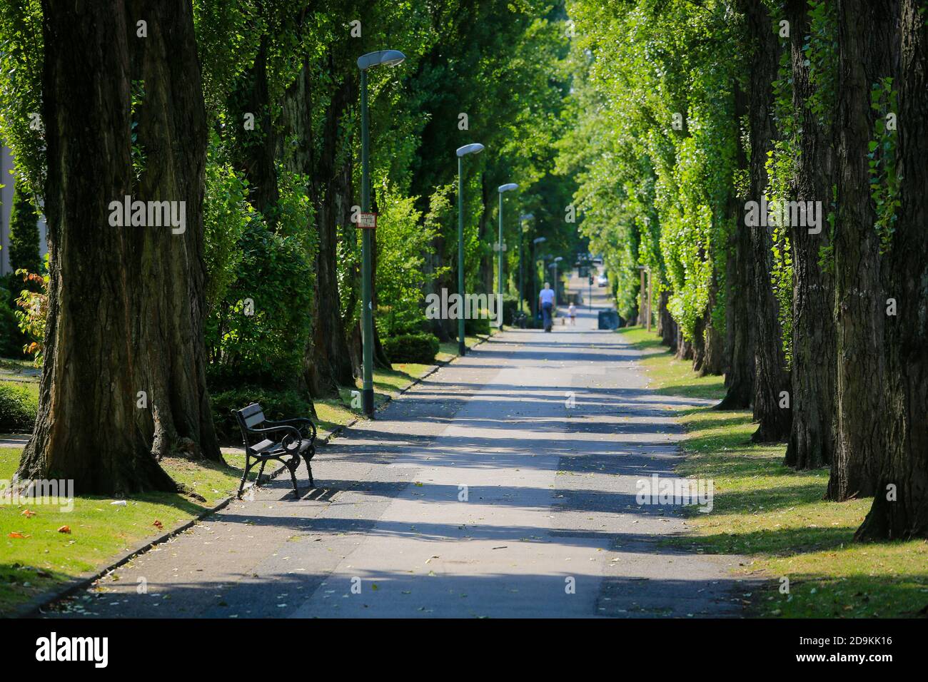 Essen, Renania Settentrionale-Vestfalia, Ruhr Area, Germania, Green Tree Alley, Ottostrasse direttamente al Volksgarten Kray, in occasione della capitale verde d'Europa di Essen 2017. Foto Stock