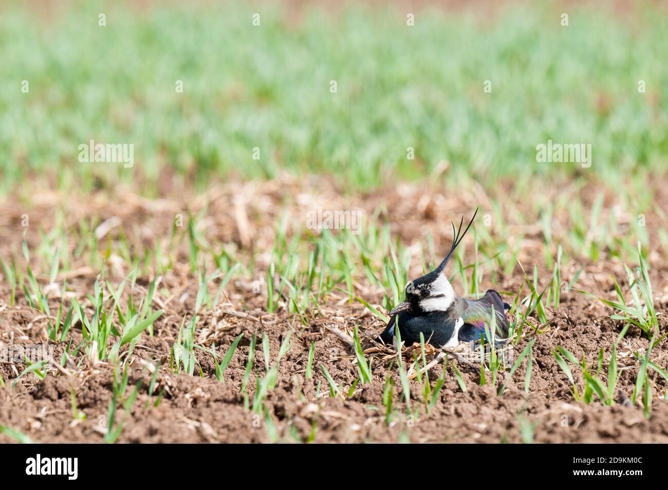 Un adulto che lambisce (Vanellus vanellus) seduto sul suo nido e incubando le uova in un campo di grano appena germogliato sull'isola di Sheppey in Kent. Maggio. Foto Stock