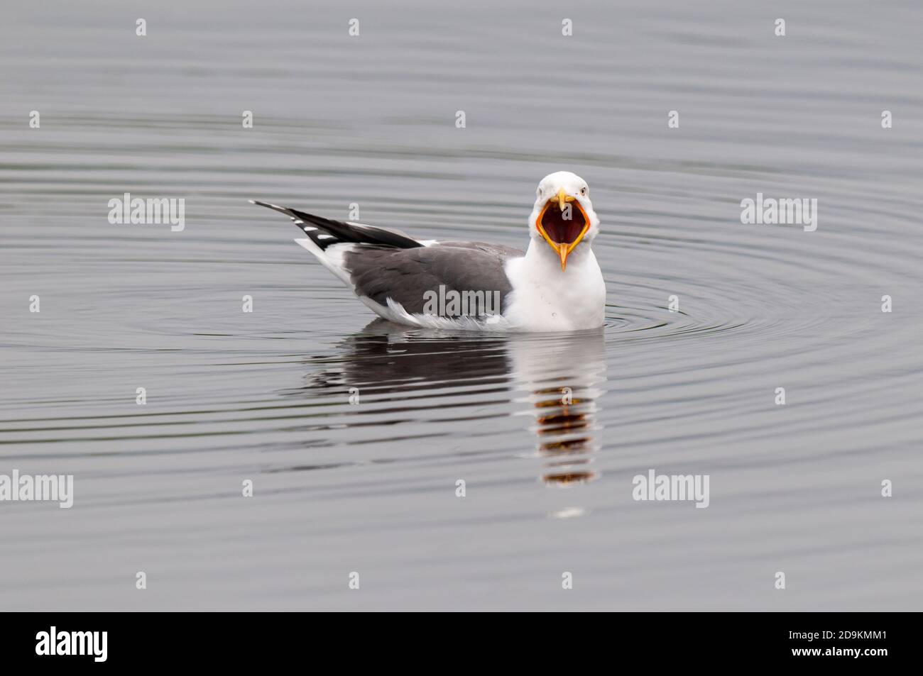 Un adulto meno nero-backed gull (Larus fuscus) che brulica mentre nuotando su una piccola piscina sull'isola di Skomer, Pembrokeshire, Galles. Maggio. Foto Stock