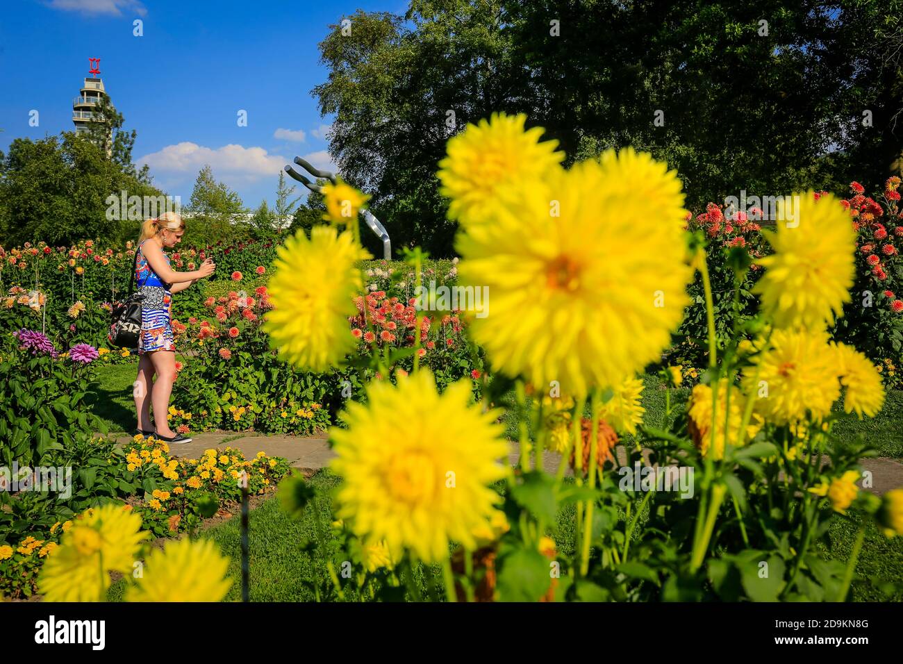 Essen, Renania Settentrionale-Vestfalia, Ruhr Area, Germania, Grugapark, parco del Federal Garden Show 1965, dahlias in fiore con vista verso la Grugaturm in occasione della Essen 2017 capitale verde d'Europa. Foto Stock