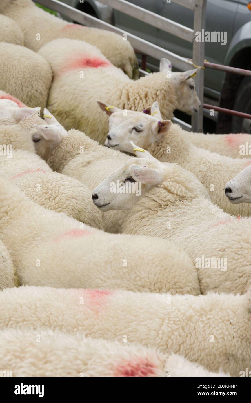 Gregge di pecore essendo caricati su di un trasportatore di animali da adottare sul mercato Foto Stock