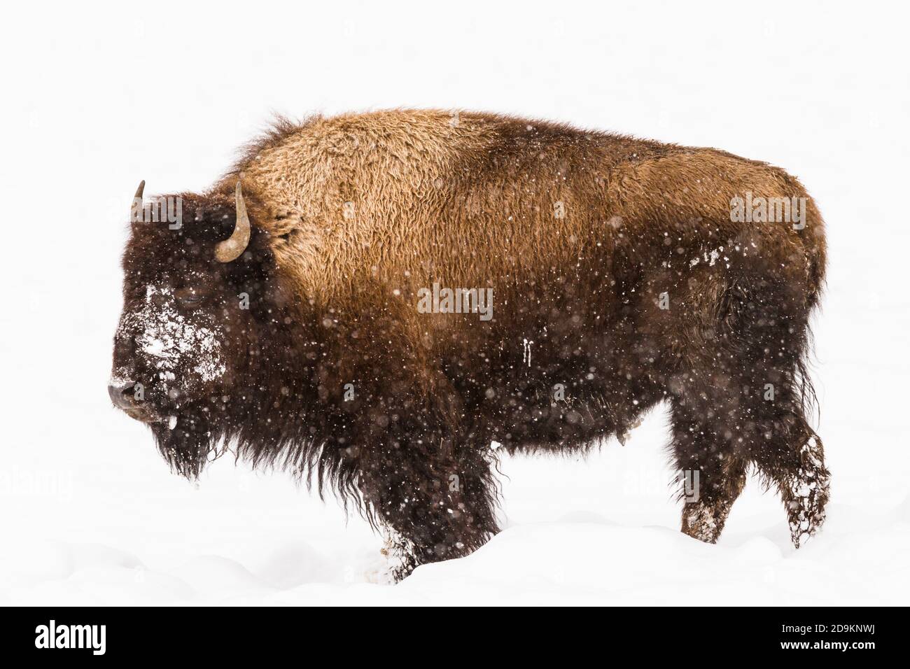 Un bisonte americano in una tempesta di neve nel Parco Nazionale di Yellowstone, Wyoming, Stati Uniti. Foto Stock