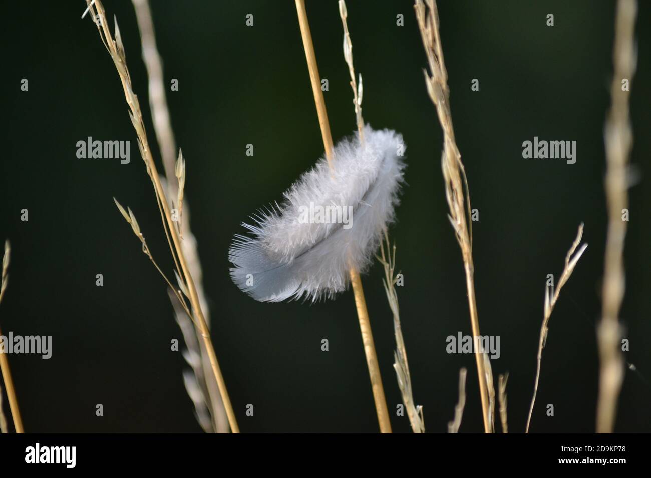 Piccola piuma appesa ad una lama d'erba Foto Stock