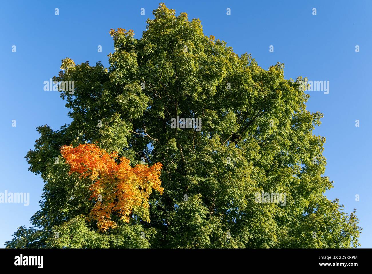 Albero che inizia a cambiare per cadere in un punto Foto Stock