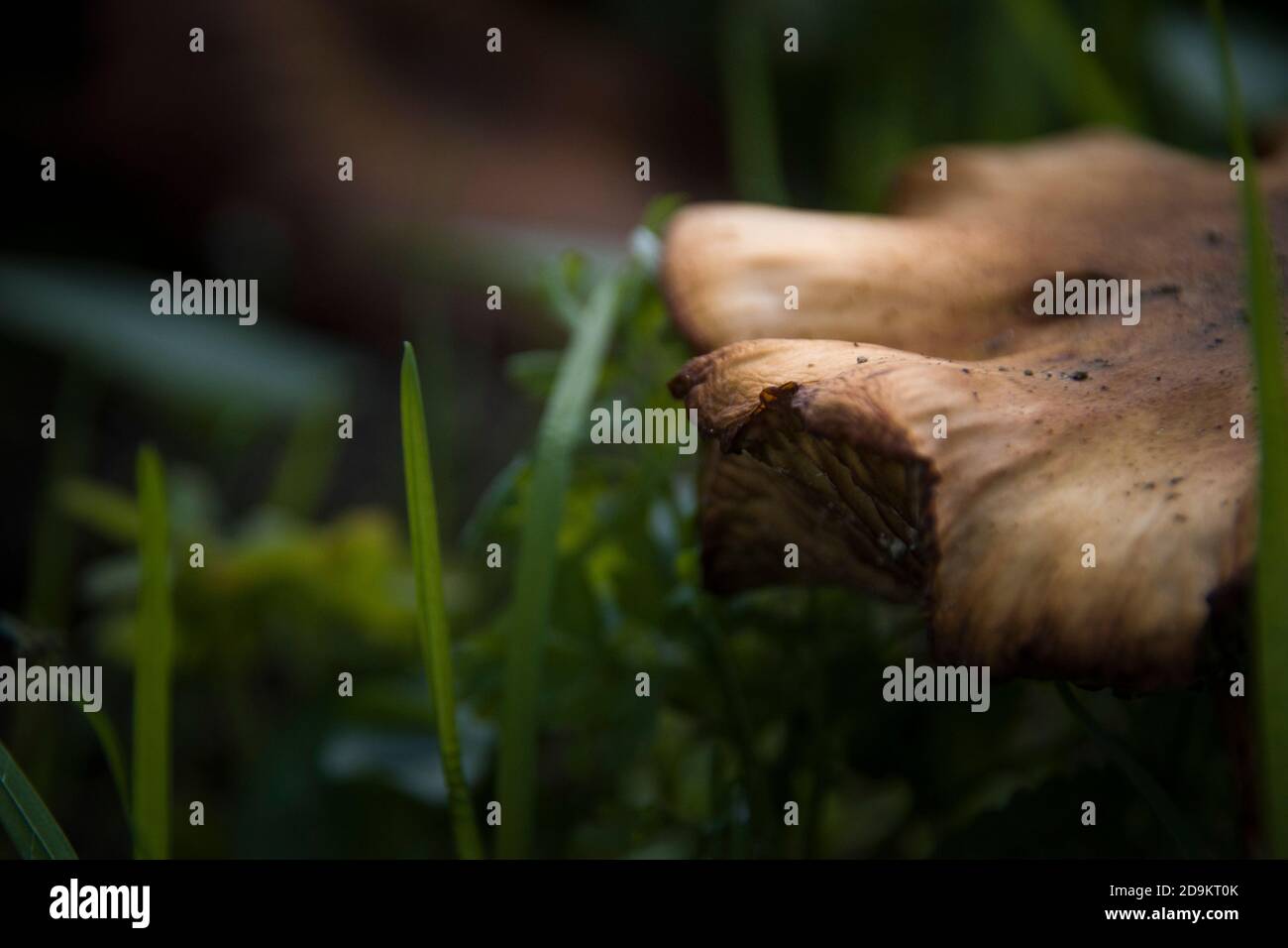 Bella serie di funghi selvatici sul terreno forestale con una luce meravigliosa che migliora la composizione Foto Stock