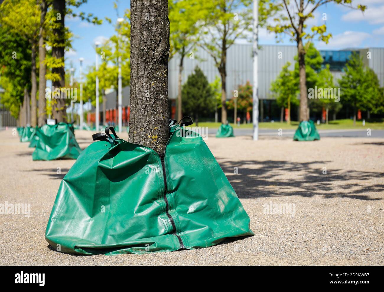 I sacchetti d'acqua irrigano gli alberi nello spazio urbano durante la siccità, Essen, Ruhr, Renania Settentrionale-Vestfalia, Germania Foto Stock