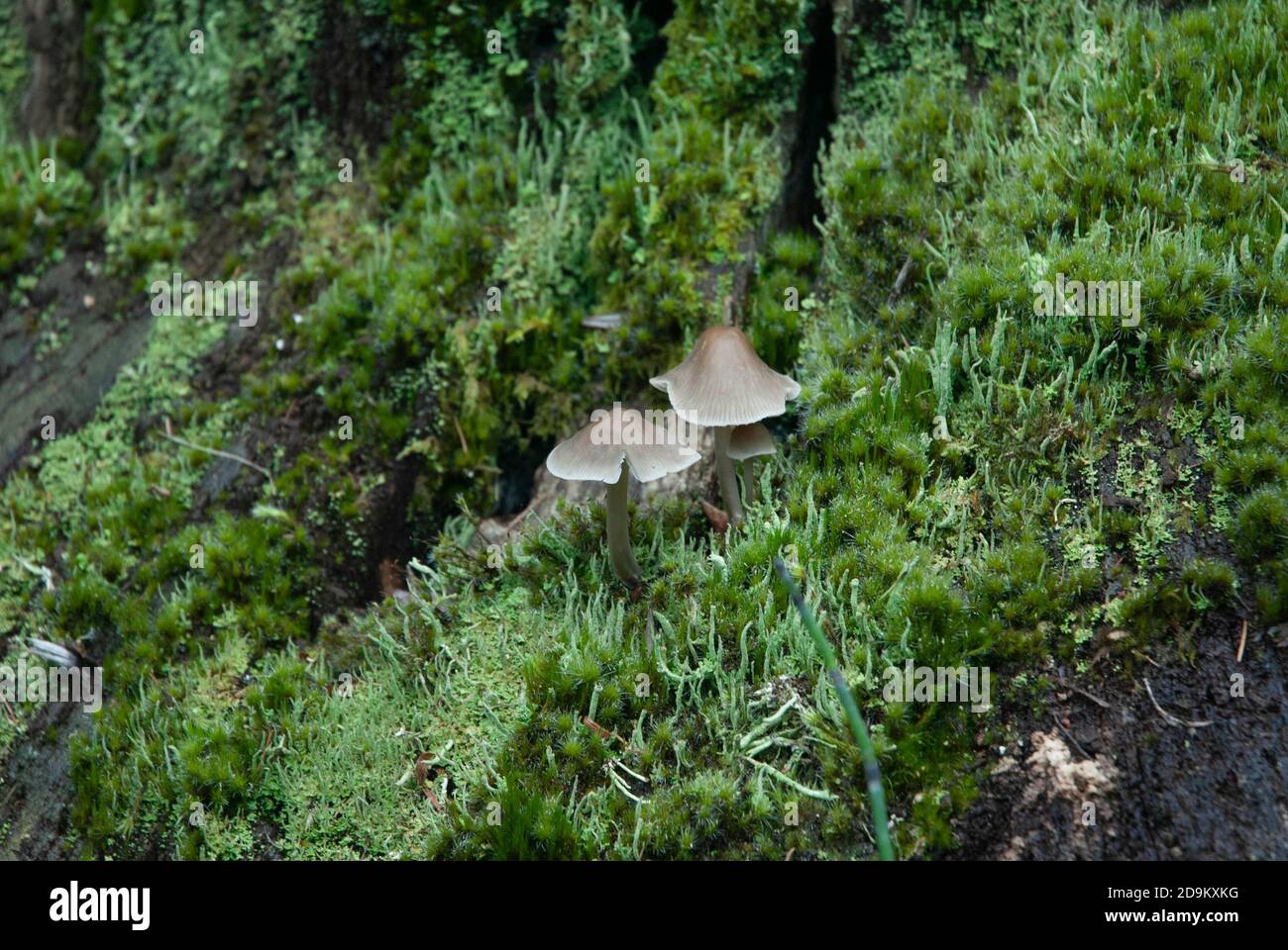 Funghi / toadsgools funghi nel giardino di evoluzione Università di Bristol Giardini botanici, Inghilterra UK Foto Stock