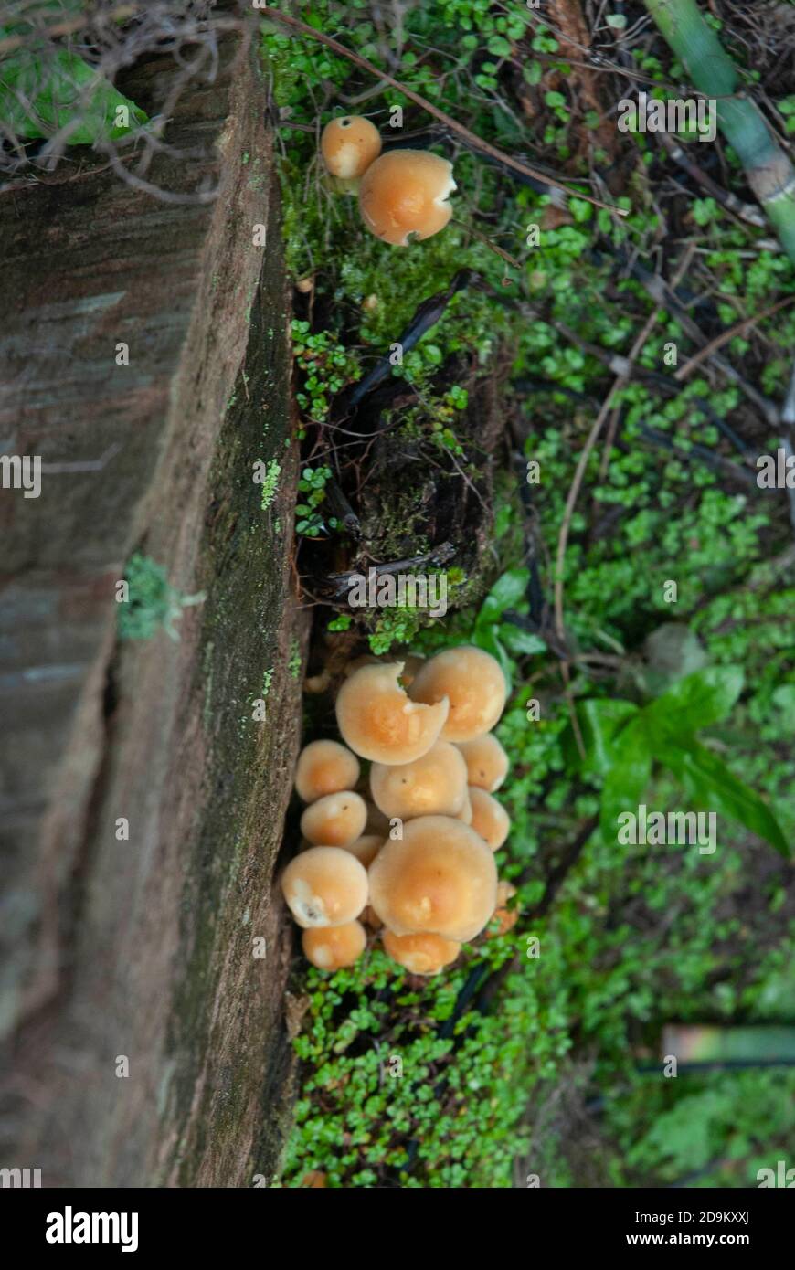 Funghi / toadsgools funghi nel giardino di evoluzione Università di Bristol Giardini botanici, Inghilterra UK Foto Stock